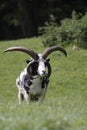 Jacob sheep Royalty Free Stock Photo