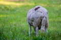 Jacob sheep eat grass in a meadow and rest in the warm weather