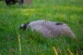Jacob sheep eat grass in a meadow and rest in the warm weather