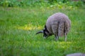 Jacob sheep eat grass in a meadow and rest in the warm weather