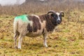 Jacob Sheep - Ovis aries feeding on a foggy day in late autumn. Royalty Free Stock Photo