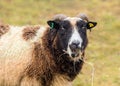 Jacob Sheep - Ovis aries feeding on hay.