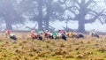 Jacob Sheep - Ovis aries on a foggy day in late autumn..