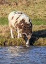 Jacob Sheep - Ovis aries having a drink.