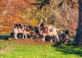 Jacob Sheep - Ovis aries, resting on a sunny autumn day.