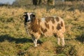 Jacob Sheep - Ovis aries Standing and Looking. Royalty Free Stock Photo