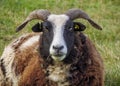 Jacob Sheep portrait in early autumn. Royalty Free Stock Photo