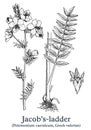 Jacob's-ladder. Vector hand drawn plant. Vintage medicinal plant sketch.
