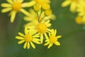 Jacobaea erucifolia or hoary ragwort flower (Senecio erucifolius) blooming in spring