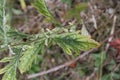 Jacobaea erucifolia Var. cinerea, Hoary Ragwort - wild plant