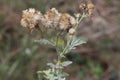 Jacobaea erucifolia Var. cinerea, Hoary Ragwort - wild plant
