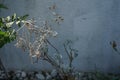 Jacobaea maritima blooms in July. Berlin, Germany