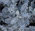 Jacobaea maritima Dusty Miller velvet centaurea