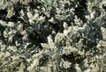 Jacobaea maritima or Silver Ragwort Royalty Free Stock Photo