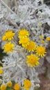 Jacobaea maritima or Silver Ragwort - Dusty Miller