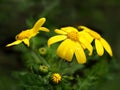 Jacobaea vulgaris with dew