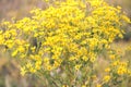 Jacobaea vulgaris ragwort poisonous herbaceous field meadow perennial dangerous plant with yellow flowers of the aster