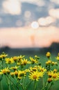 Jacobaea Vulgaris, or ragwort or stinking willie, with small yellow flowers on stem and water droplets on leaves. Shallow focus