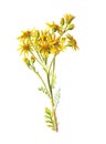 Jacobaea vulgaris, Senecio jacobaea or ragwort, common ragwort stinking willie, tansy ragwort, benweed flower. Antique hand drawn