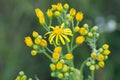 Jacobaea vulgaris, Senecio jacobaea yellow flowers