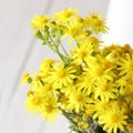 Jacobaea Vulgaris, senecio yellow flower. Royalty Free Stock Photo