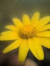 Jacobaea vulgaris, Ragwort Royalty Free Stock Photo