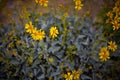 Jacobaea vulgaris tansy ragwort