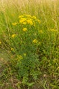 Jacobaea vulgaris, yellow flowering in natural environment