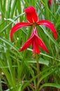 Jacobean lily, amarilis flower