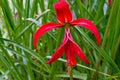 Jacobean lily, amaryllis flower