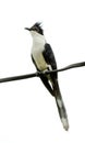 Jacobin cuckoo Royalty Free Stock Photo