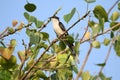 Jacobin cuckoo Royalty Free Stock Photo