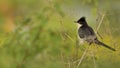 The Jacobin cuckoo, pied cuckoo, or pied crested cuckoo
