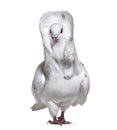 Jacobin pigeon also known as a fancy pigeon or capucin pigeon st Royalty Free Stock Photo