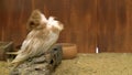 Jacobin pigeon cleans feathers,slow motion movement