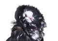 Jacobin pigeon portrait against white background Royalty Free Stock Photo