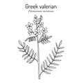 Jacobs-ladder, or Greek valerian polemonium caeruleum , medicinal plant