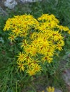 Jacobs ragwort  Senecio jacobeae Royalty Free Stock Photo