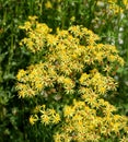 Jacobs ragwort, Senecio jacobeae Royalty Free Stock Photo