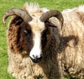Jacobs sheep Royalty Free Stock Photo