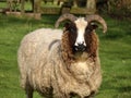 Jacobs sheep Royalty Free Stock Photo