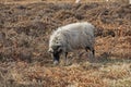 Jacobs sheep grazing on moorland Royalty Free Stock Photo