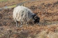 Jacobs sheep grazing on moorland Royalty Free Stock Photo