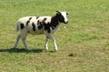 Jacobs sheep Royalty Free Stock Photo