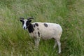 A Jacobs sheep in long grass Royalty Free Stock Photo