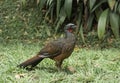 The Jacu bird Jacu-de-spix, Penelope jacquacu jacquacu in a park located in the southeast Brazil.