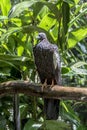 Jacutinga, Parque das Aves, Foz do Iguacu, Brazil.