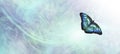 Jade Butterfly Message Background Banner Royalty Free Stock Photo