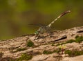 Jade Clubtail