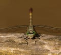 Jade Clubtail